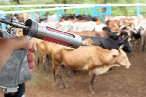 RS é reconhecido como zona livre de febre aftosa sem vacinação pela OIE