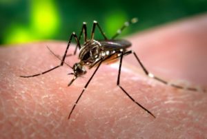 Passo Fundo registra 60 casos e uma morte por dengue em 2021
