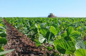 Uirapuru Ecologia: produção de alimentos em larga escala depende de agroquímicos, avalia especialista