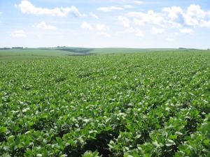Grande desafio é continuar impulsionando o agronegócio do Estado, afirma secretária Covatti