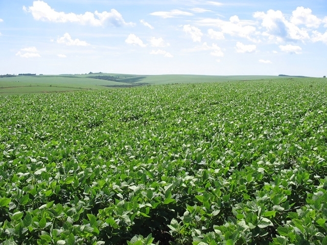 Grande desafio é continuar impulsionando o agronegócio do Estado, afirma secretária Covatti