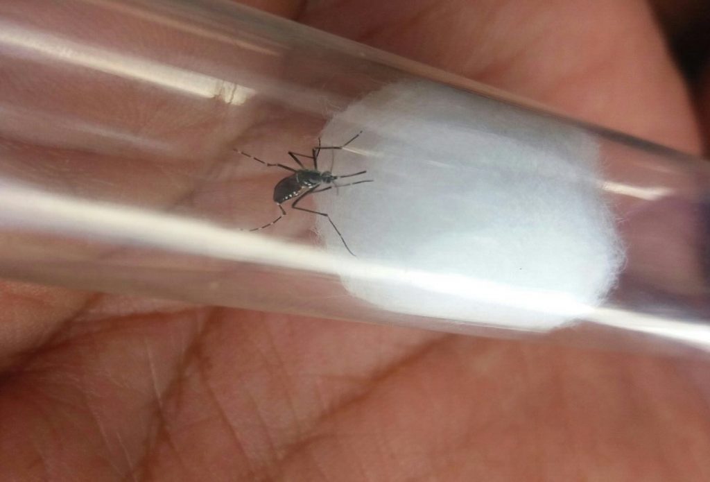 Núcleo de Vigilância Ambiental em Saúde emite alerta para casos de Dengue na Lucas Araújo
