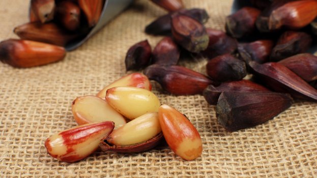 Pinhão é protegido por lei federal para garantir a alimentação da fauna e a multiplicação das araucárias, explica agrônomo