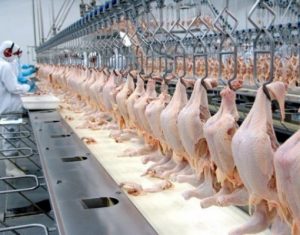 Preço da carne de aves não deve aumentar no final de ano, avalia Francisco Turra
