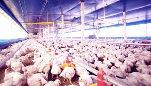 Sindicato da Alimentação disponibiliza currículo padrão para interessados em trabalhar na Somave