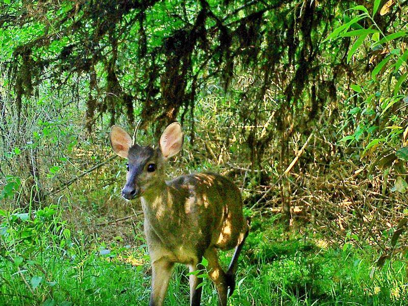 Reserva Particular do Patrimônio Natural da UPF abriga e conserva espécies ameaçadas