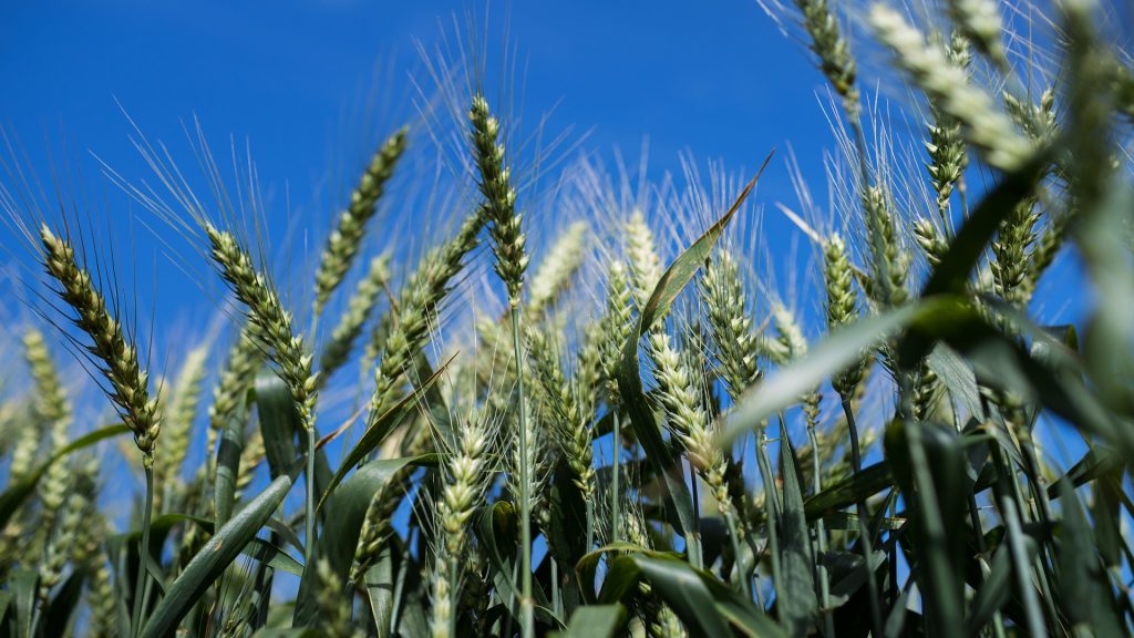 Biotrigo Genética acredita na ampliação da área de cultivo de trigo na região