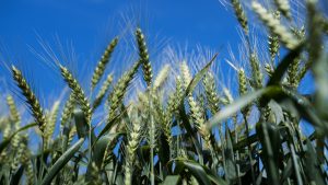 Biotrigo Genética acredita na ampliação da área de cultivo de trigo na região