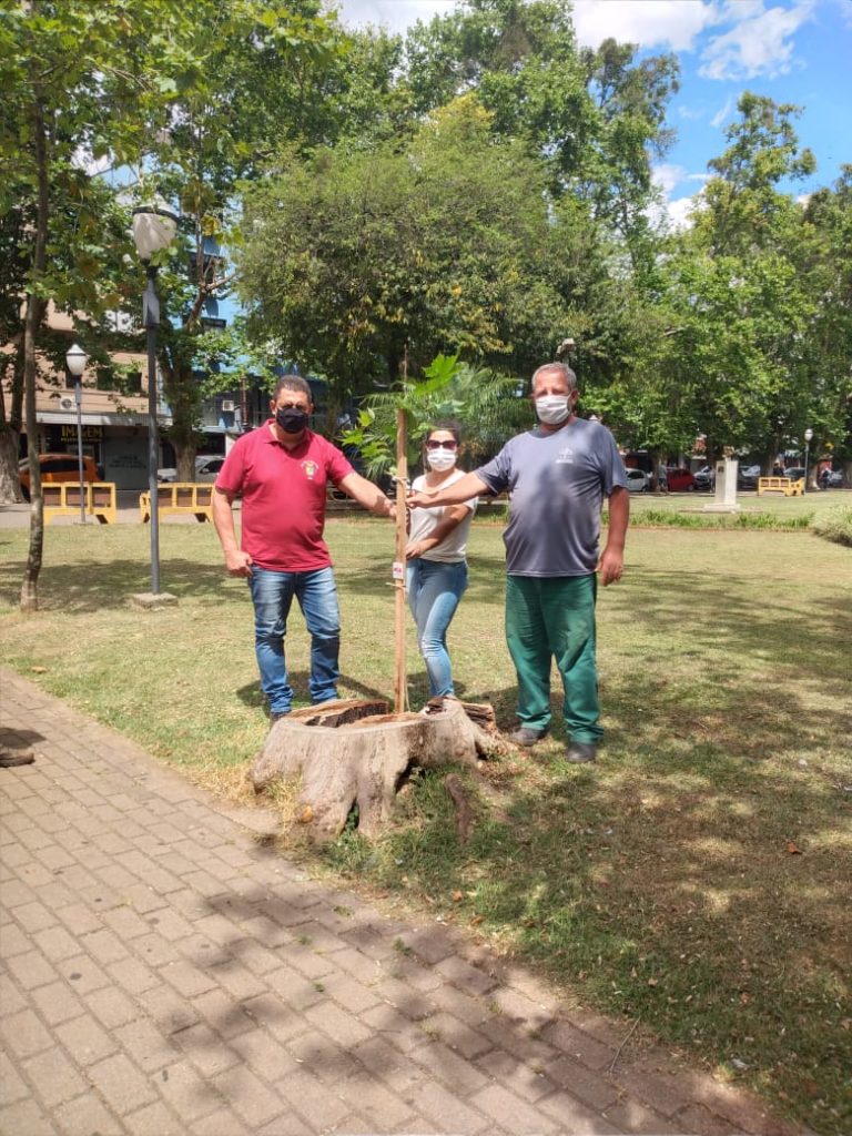 Prefeitura e RGE realizam plantio de plátanos na Praça Tamandaré a imagem mostra as árvores sendo plantadas