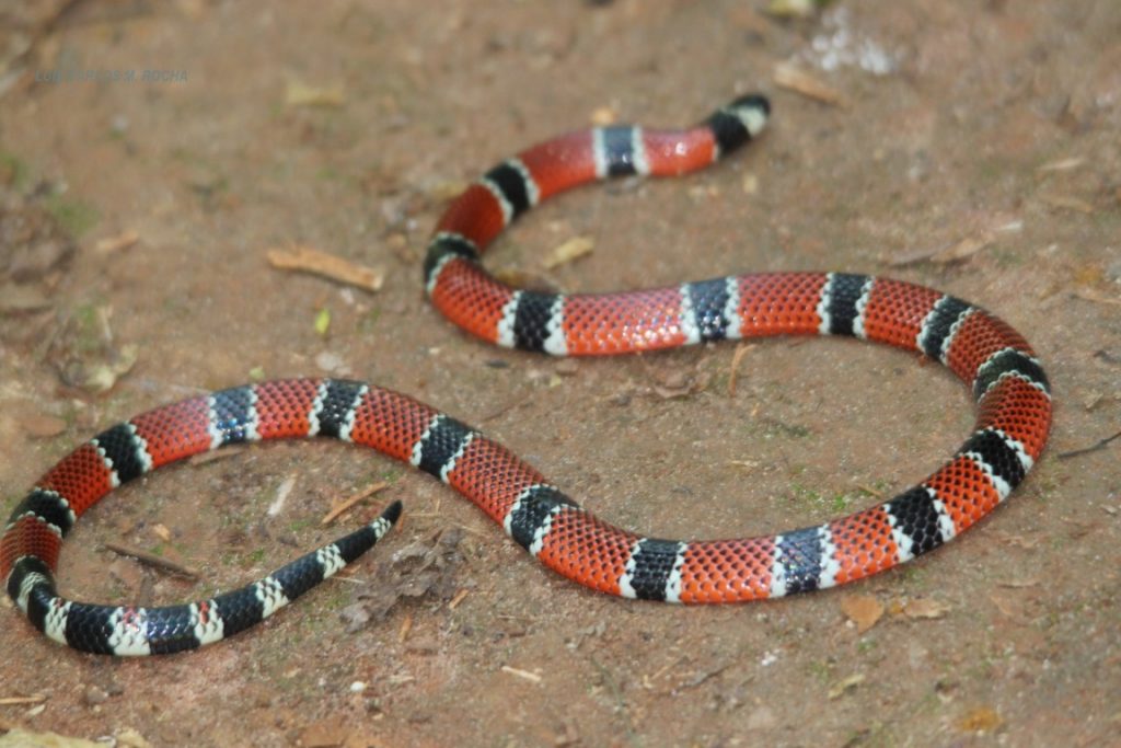Passo Fundo registra aumento no número de ataques de cobras em cavalos a imagem mostra uma cobra coral verdadeira, espécie comum na região