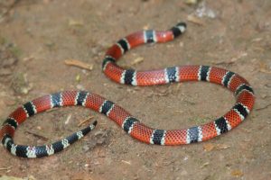Passo Fundo registra aumento no número de ataques de cobras em cavalos a imagem mostra uma cobra coral verdadeira, espécie comum na região