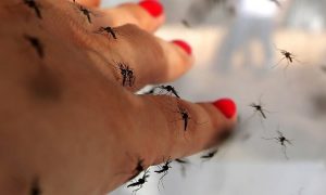 Pernilongos tomam conta da cidade de forma nunca antes vista