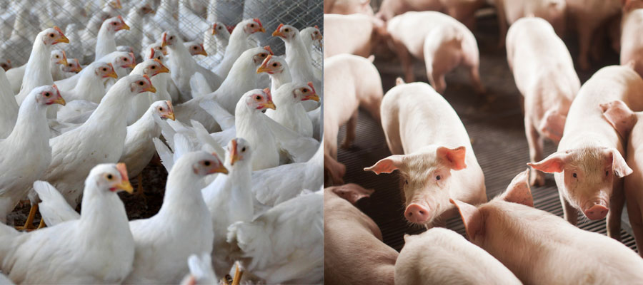 Preço de aves e suínos pode aumentar até 20%