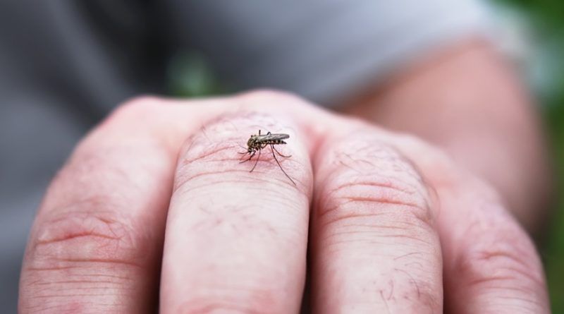 Município possui programa de controle de mosquitos borrachudos