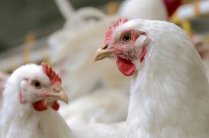 Preço da carne de frango e suína deve seguir alto até o ano que vem a imagem mostra uma criação de frangos