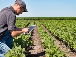 Dia do Técnico Agrícola: profissão tem mercado amplo e oportunidade de crescimento a imagem mostra um técnico agrícola no campo