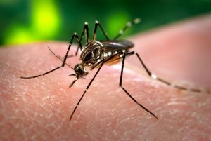 Passo Fundo apresenta alta incidência de mosquitos da dengue