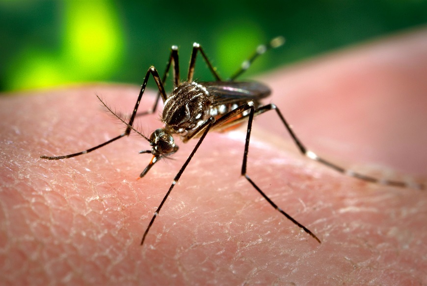Passo Fundo apresenta alta incidência de mosquitos da dengue