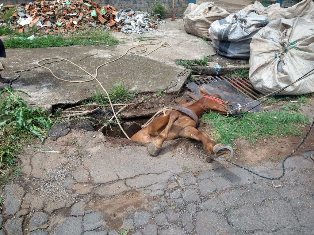 Cavalo é resgatado pelos Bombeiros após cair em buraco na Vera Cruz