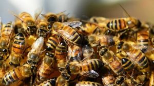Mau uso de agrotóxicos faz insetos procurarem abrigo na cidade, explica especialista