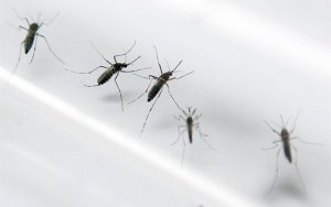 Sem Segredo pergunta: você acha que tem mais mosquitos neste ano do que em outros?