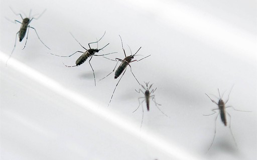 Sem Segredo pergunta: você acha que tem mais mosquitos neste ano do que em outros?