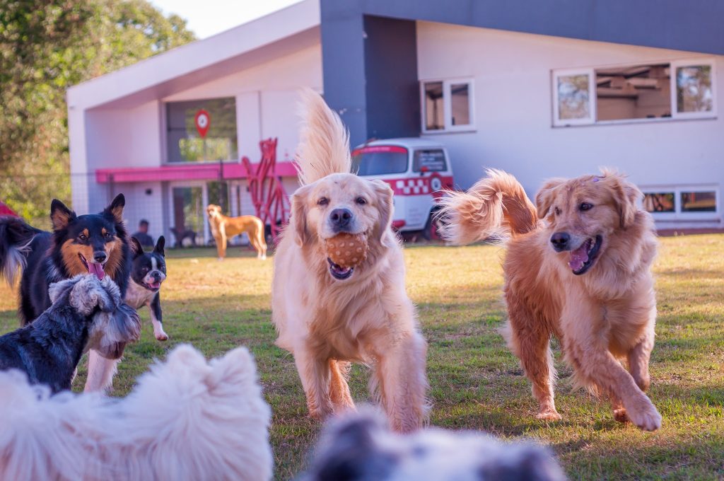 Creche para cães ganha cada vez mais espaço em Passo Fundo