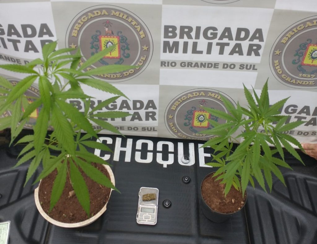 3° BPChoque prende homem com plantas de maconha na Vila Santa Maria