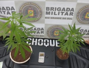 3° BPChoque prende homem com plantas de maconha na Vila Santa Maria