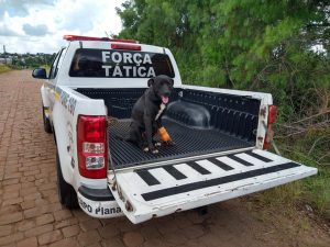 Homem sofre tentativa de homicídio e cachorro é atingido por tiros em Passo Fundo
