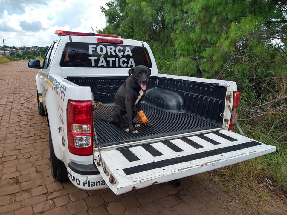 Homem sofre tentativa de homicídio e cachorro é atingido por tiros em Passo Fundo