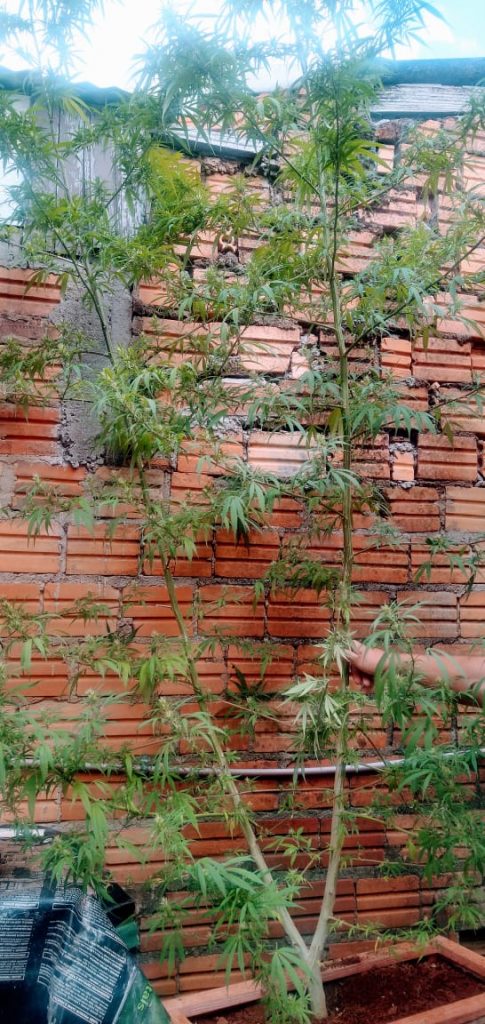 A proprietária do imóvel foi conduzida até a Delegacia de Polícia de Pronto Atendimento para explicar sobre a planta.