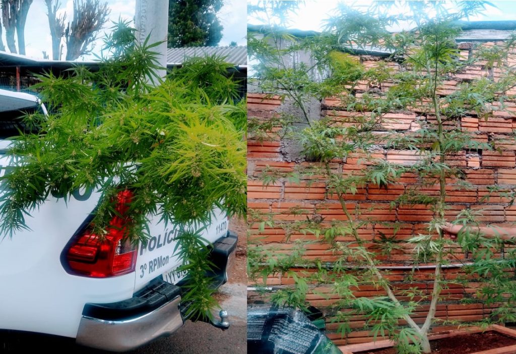 PATAMO da BM apreende pés de maconha com quase três metros no Manoel Corralo