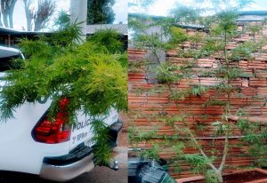 PATAMO da BM apreende pés de maconha com quase três metros no Manoel Corralo