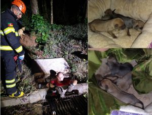 Bombeiros resgatam cinco filhotes de cães presos em bueiros no Jardim América