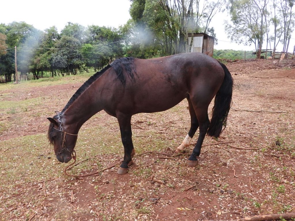 Após denúncia, 3°BABM localiza equinos maltratados em Coqueiros do Sul
