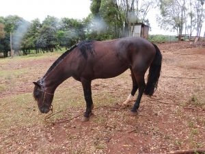Após denúncia, 3°BABM localiza equinos maltratados em Coqueiros do Sul