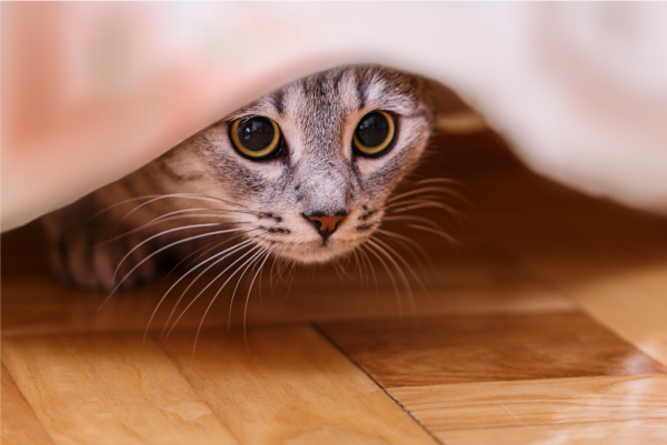 Veterinário esclarece que caso de gato infectado com coronavírus não é motivo para preocupação