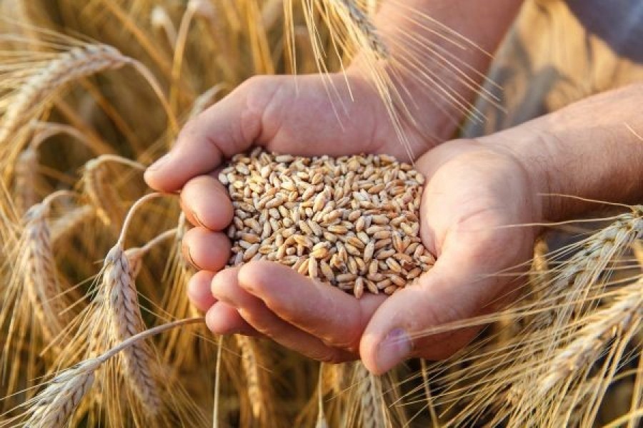 Grupo quer implementar o Plano Duas Safras no Rio Grande do Sul para incentivar o cultivo de trigo e outros cereais