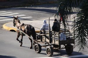Deputado Luiz Marenco quer proibir uso de carroças com tração animal no RS