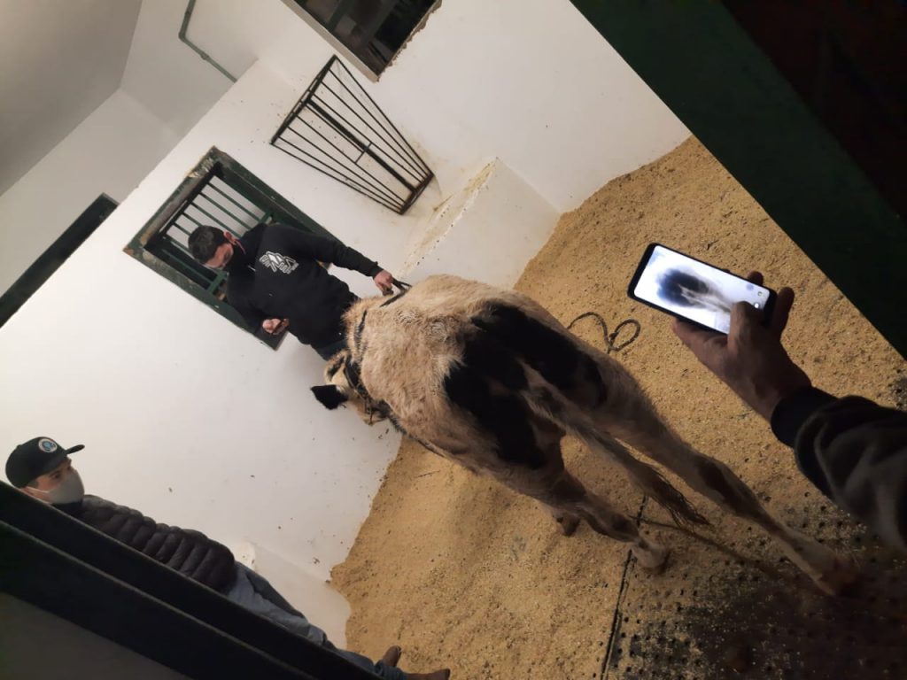 3°BP/Choque prende quatro pessoas com vaca furtada dentro de carro em Passo Fundo