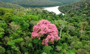 Dia da Mata Atlântica: ambientalista fala sobre a importância de preservar o que restou da floresta