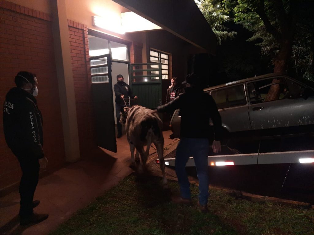 3°BP/Choque prende quatro pessoas com vaca furtada dentro de carro em Passo Fundo
