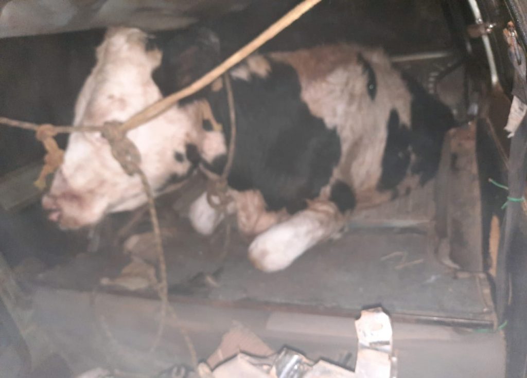 3°BP/Choque prende quatro pessoas com vaca furtada dentro de carro em Passo Fundo