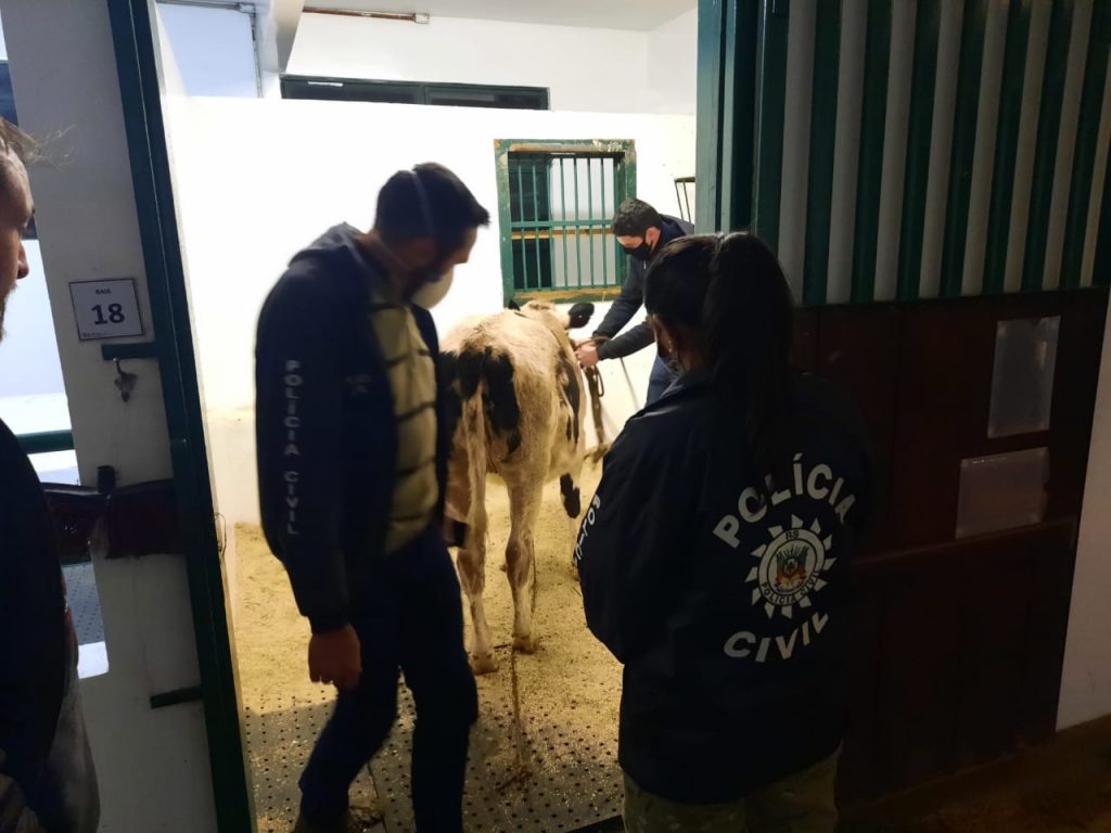 3°BP/Choque prende quatro pessoas com vaca furtada dentro de carro em Passo Fundo