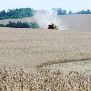 Estudo aponta diferença de produtividade entre as cultivares de soja em Passo Fundo