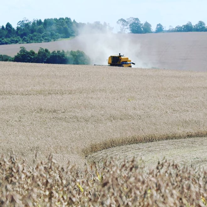 Estudo aponta diferença de produtividade entre as cultivares de soja em Passo Fundo