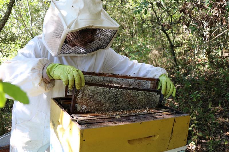 Produção de mel é praticamente zero durante os meses de inverno