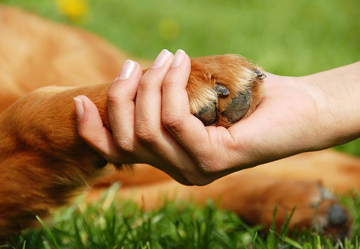 Sem segredo: maioria dos ouvintes acredita que pets não substituem filhos