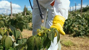 Herbicidas quase dobram de preço e há dificuldade em conseguir produtos no mercado